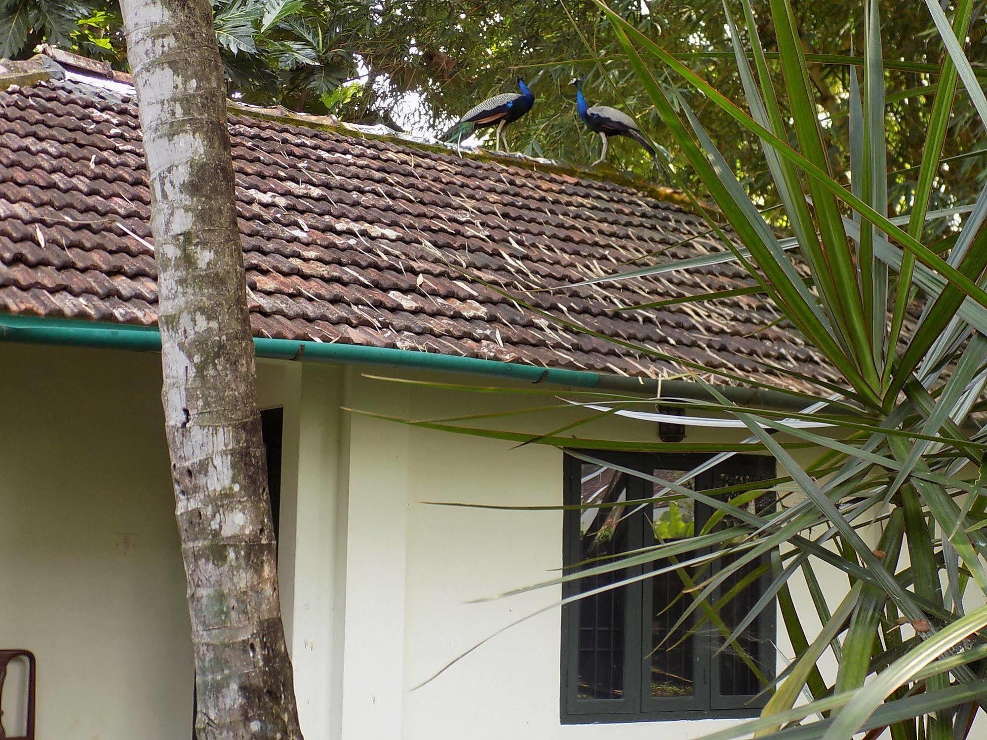 Elphinstone Residency Bed and Breakfast Kochi Exteriör bild